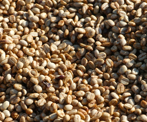 kava-burundi1